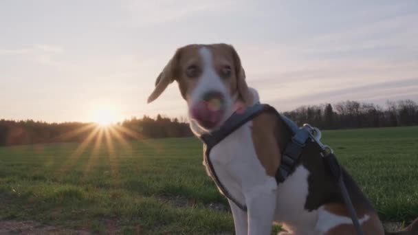 Beagle σκυλί κάθεται υπαίθρια στο αγροτικό τοπίο στο ηλιοβασίλεμα — Αρχείο Βίντεο