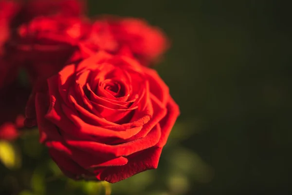 Rote Rosenblätter blühen auf der linken Seite leuchtende Farben — Stockfoto