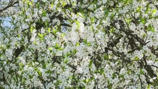 Witte bloemen van een kers bloesem op een kers boom. Voorjaarstijd. — Stockvideo