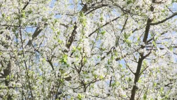 Белые цветы вишни на вишне. Весеннее время. — стоковое видео