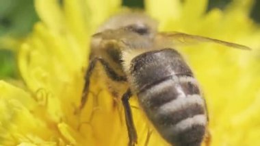 Bir bal arısı bir karahindibadan polen toplar..