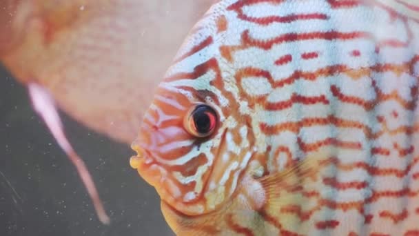 Fish discus swiming in fishtank. Close up of fish breathing. — Stock Video