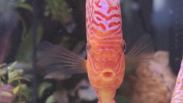Dysk rybny pływający w akwarium. Zbliżenie oddechu ryb. — Wideo stockowe