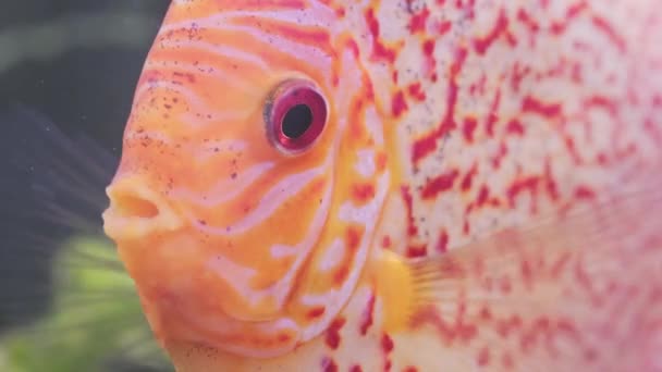 Disco di pesce che nuota in vasca. Primo piano della respirazione dei pesci. — Video Stock