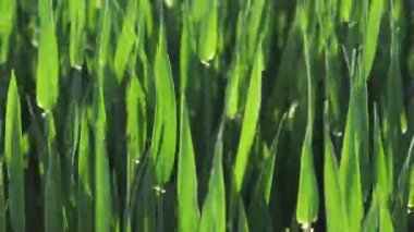 Yeşil Bahar Buğday Tarlası. Yeşil Buğday Dalgalanan Doğal Arkaplan.