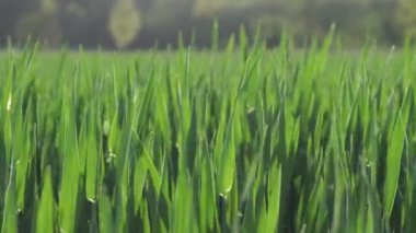 Yeşil Bahar Buğday Tarlası. Yeşil Buğday Dalgalanan Doğal Arkaplan.