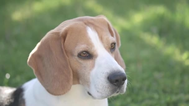 Beagle dog closup outside. Tricolour animal fetch a ball — Stock Video