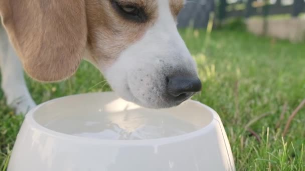 Beagle Dog Drinki Woda z jego zewnątrz Bowl na trawie. — Wideo stockowe