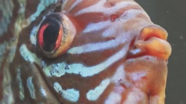 Akvaryumdaki Symphysodon Discus balığına makro yakın çekim