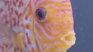 Akvaryumda yüzen balık diski. Balık nefesini kapat..