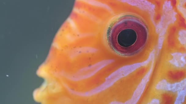 Apelsinfisk diskus öga närbild — Stockvideo