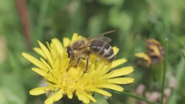 Un'ape raccoglie il polline da un dente di leone. — Video Stock