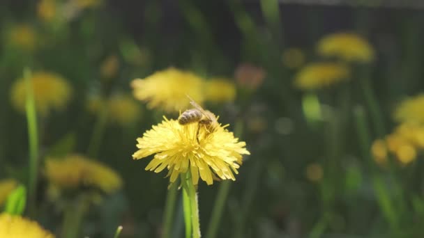 Honeybee busy in rape seed flower in spring field — Stock Video