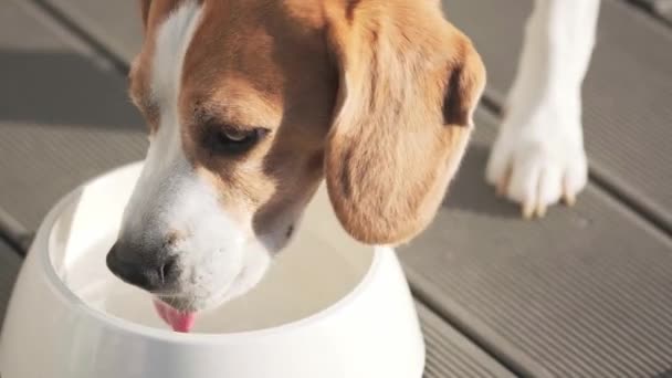 Beagle Dog Drinks Woda z jego zewnątrz Bowl — Wideo stockowe