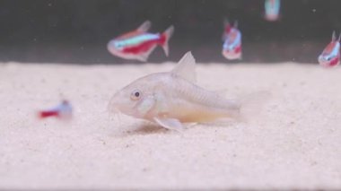 Bulanık arkaplanı olan küçük yayın balığı Corydoras ön kapağı.