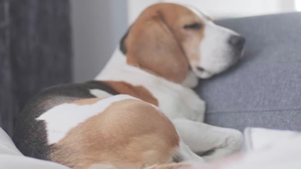 Zamknij beagle pies śpi na wygodnej kanapie — Wideo stockowe