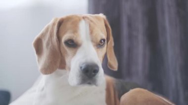Kapat şunu, av köpeği rahat bir kanepede uyuyor.