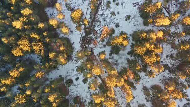 Flug über den Alpenwald bei Sonnenuntergang auf ländlichem Pfad. — Stockvideo