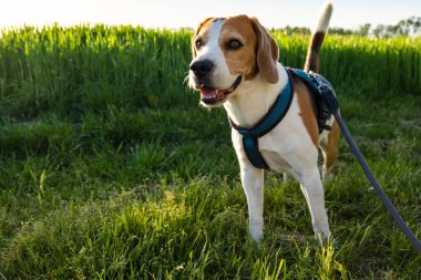 Arka plandaki köpek portresi. Gün batımında dilsiz bir av köpeği.