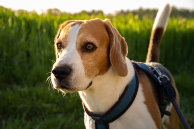 Arka plandaki köpek portresi. Gün batımında dilsiz bir av köpeği.