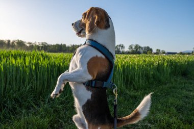 İki ayaklı av köpeği etrafa bakıyor..
