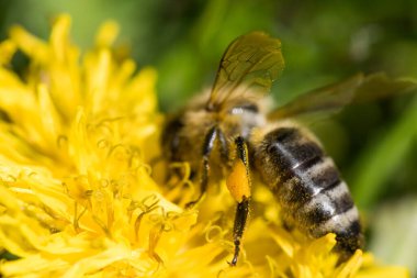 Sarı Çiçek Üzerine Bal Arısı, Makro Seçici Odaklanma Kapat