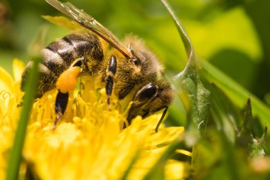 Sarı Çiçek Üzerine Bal Arısı, Makro Seçici Odaklanma Kapat