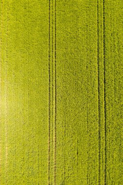 Kırsal alanda yeşil alan. Tarımsal tahıl tarlalarının manzarası.