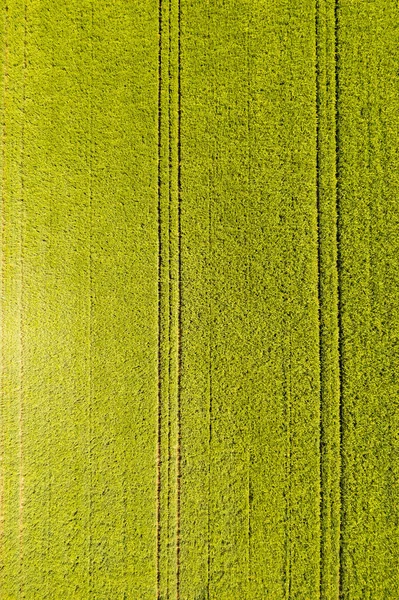 Groen veld op het platteland. Landschap van akkers met landbouwgranen. — Stockfoto