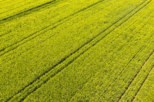 Groen veld op het platteland. Landschap van akkers met landbouwgranen. — Stockfoto