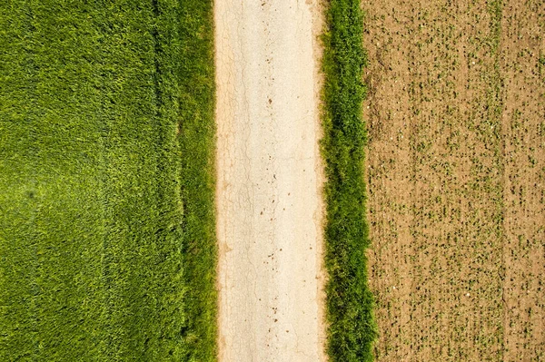 Зелене поле в сільській місцевості. Ландшафт сільськогосподарських полів зернових . — стокове фото