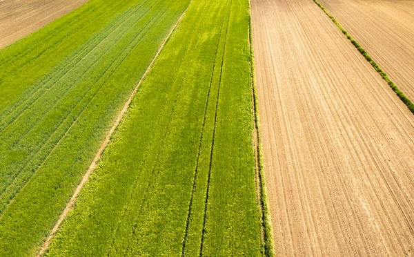 Зелене поле в сільській місцевості. Ландшафт сільськогосподарських полів зернових . — стокове фото