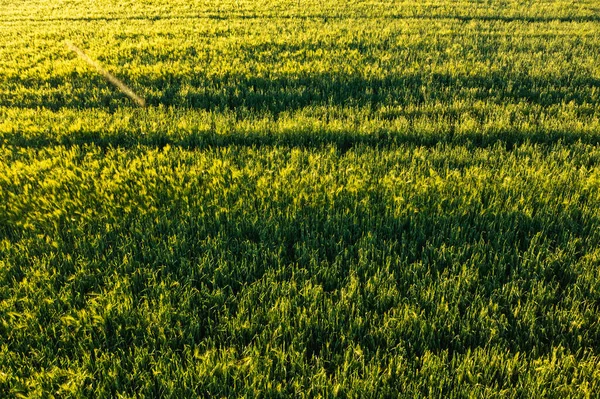 Campo verde en el área rural. Paisaje de los campos de cereales agrícolas. —  Fotos de Stock