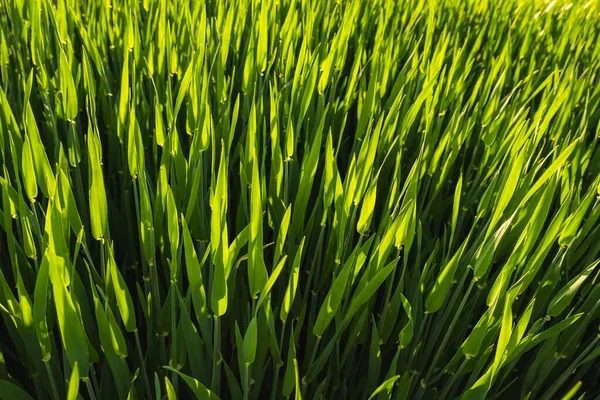 Campo verde na zona rural. Paisagem dos campos de cereais agrícolas. — Fotografia de Stock