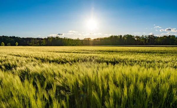 Grüne Wiese im ländlichen Raum. Landschaft der landwirtschaftlichen Getreidefelder. — Stockfoto