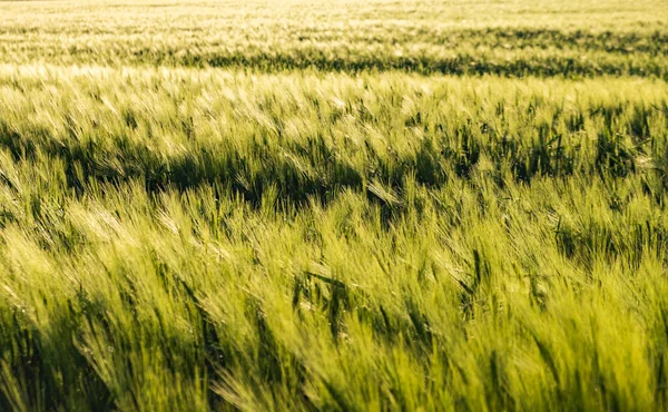 Grönt fält på landsbygden. Landskap på spannmålsfält inom jordbruket. — Stockfoto