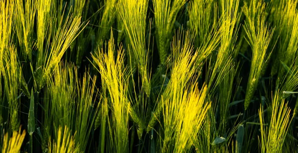 시골 지역의 녹색 들판입니다. 농업 곡물 밭의 풍경. — 스톡 사진
