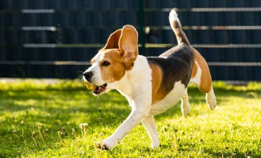 Bahçede koşan bir av köpeği.