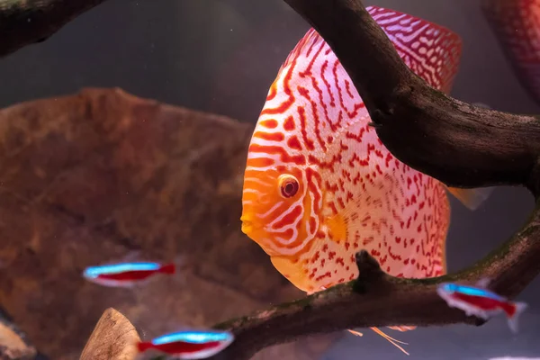 Красочная рыба из шипов Symphysodon discus в аквариуме. — стоковое фото