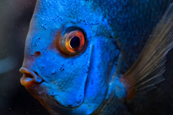 Coloridos peces de las piezas Symphysodon discus en el acuario. —  Fotos de Stock