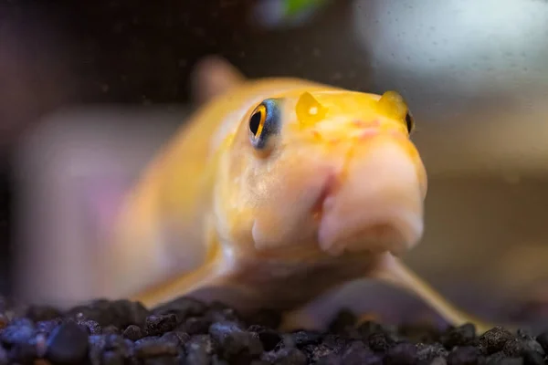 Gele Chinese algeneter - Gyrinocheilus in visaquarium macro — Stockfoto