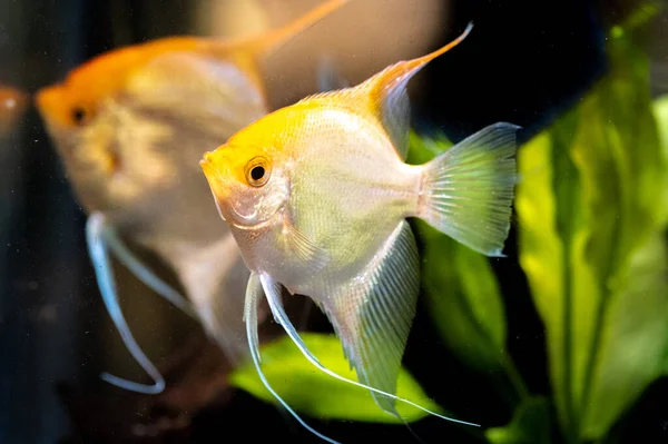 Золотой птерофиллум Скаларе в аквариумной воде, желтая рыба-ангел. — стоковое фото