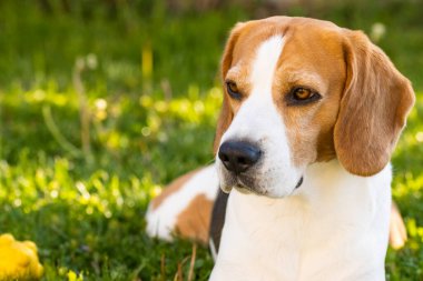 Üç renkli av köpeği sıcak bir yaz öğleden sonrasında yeşil çimlerin üzerinde dinleniyor..
