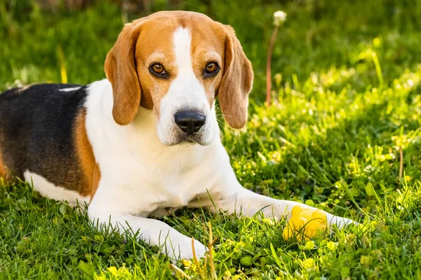 Beagle tricolor acostado relajado sobre hierba verde a la sombra en la cálida tarde de verano. — Foto de Stock