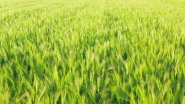 Kışın ormanda kar yağışı, kar yağarken yumuşak karlı bir Noel sabahı. Kış manzarası. Karla kaplı ağaçlar.