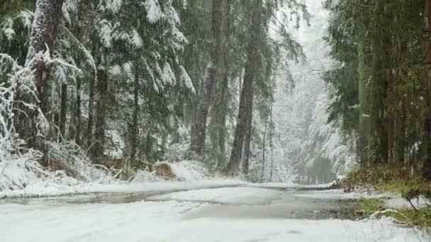 Nevicate in inverno nella foresta, morbida mattina di Natale innevata con neve che cade. Paesaggio invernale. — Video Stock