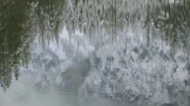 Avusturya 'daki Yeşil Göl' ün sakin yüzeyinde panoramik bir manzara. Göl yüksek Alpler ve sık ormanlarla çevrili ve göllerin yüzeyine yansıyor..