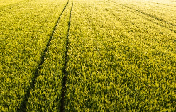 Вид з повітря на зелену свіжу молоду пшеницю крупним планом. Молода зелена трава навесні . — стокове фото