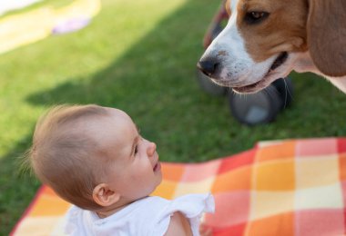 Beagle köpeğiyle battaniyenin üzerinde yürüyen bir kız.