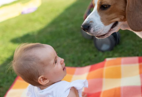 Een peuter meisje op deken buiten met beagle hond — Stockfoto